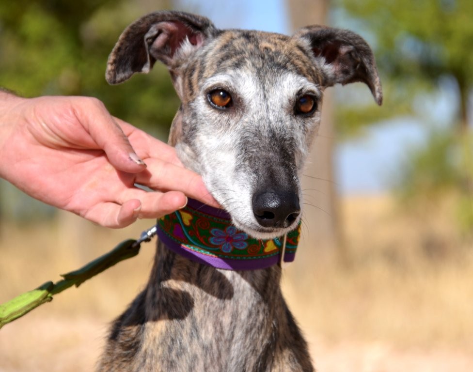 Photo de MARGARITA, un lévrier en attente d adoption