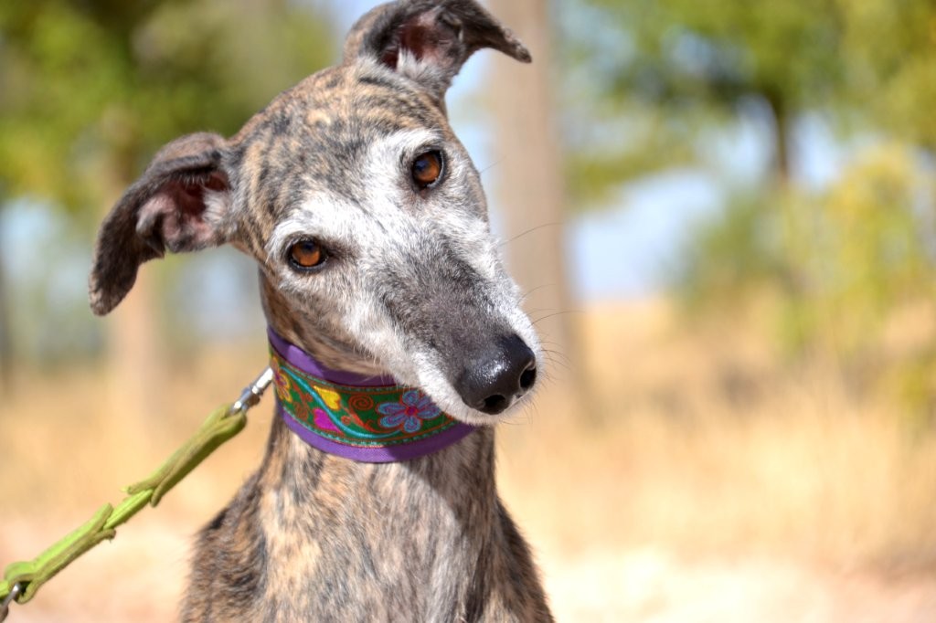 Photo de MARGARITA, un lévrier en attente d adoption