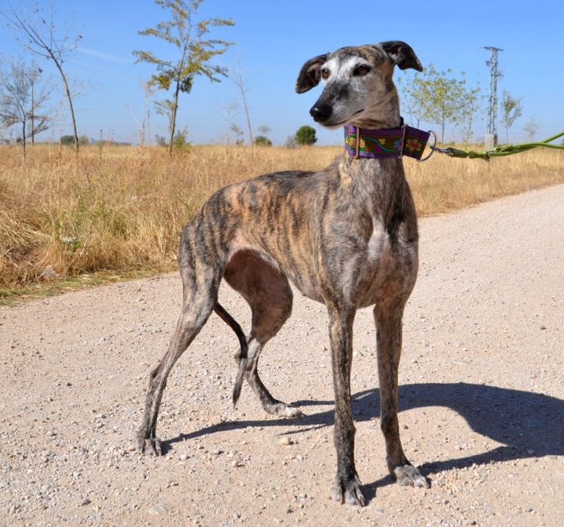 Photo de MARGARITA, un lévrier en attente d adoption
