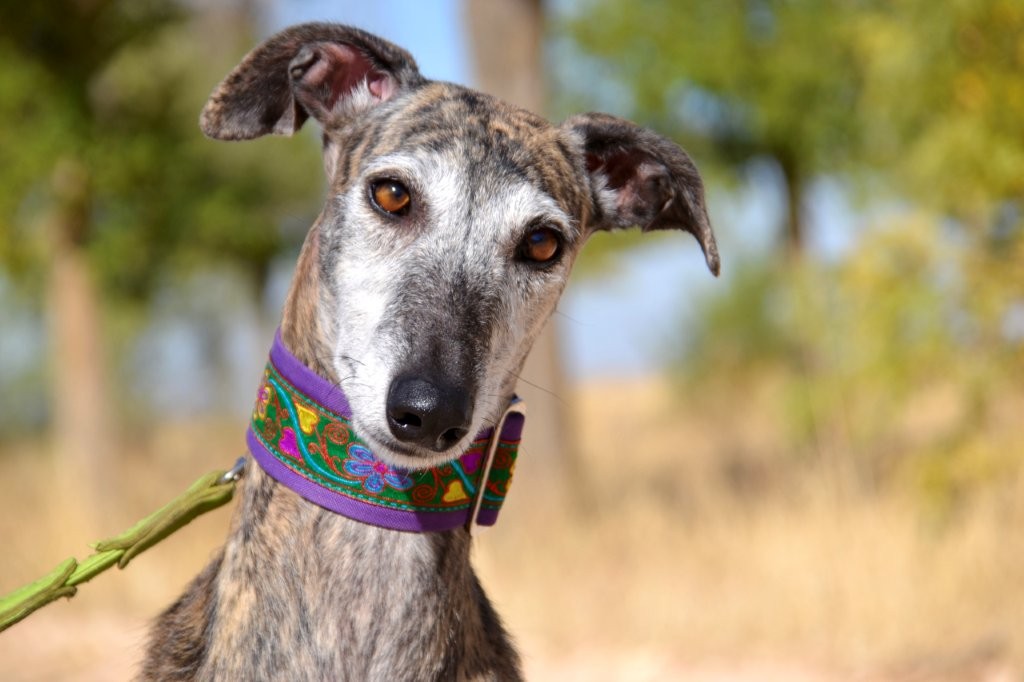Photo de MARGARITA, un lévrier en attente d adoption