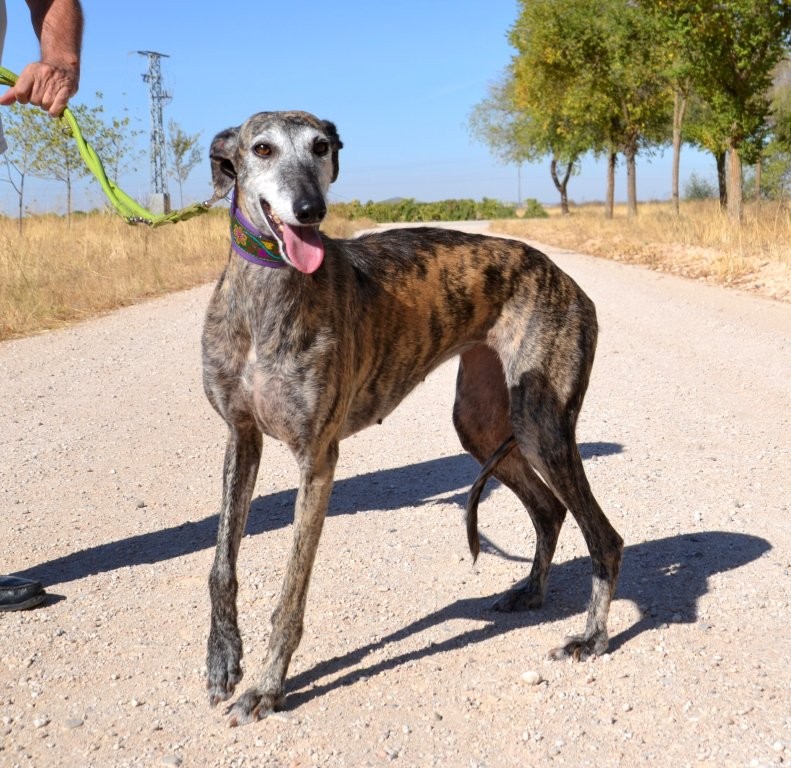 Photo de MARGARITA, un lévrier en attente d adoption