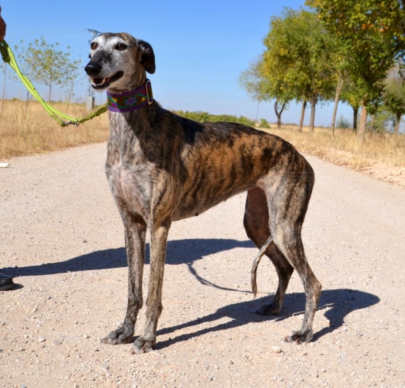 Photo de MARGARITA, un lévrier en attente d adoption