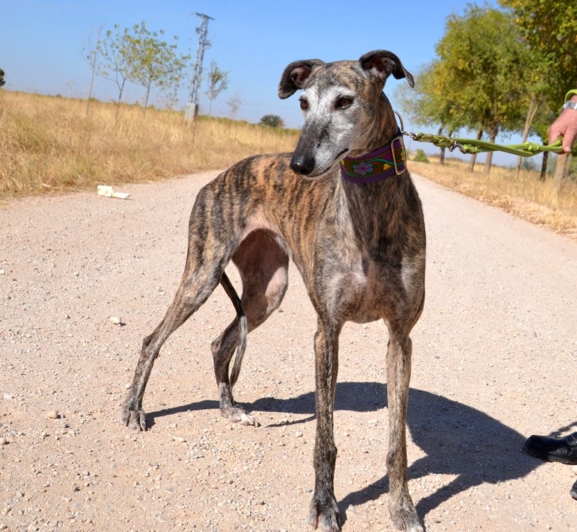 Photo de MARGARITA, un lévrier en attente d adoption