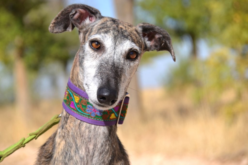 Photo de MARGARITA, un lévrier en attente d adoption