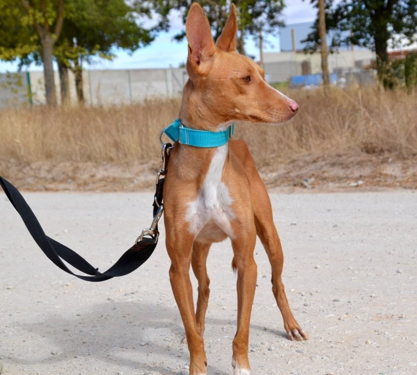 Photo de MARINO, un lévrier en attente d adoption