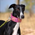 Lévrier de race galgos Photo de MARIO, un lévrier à adopté