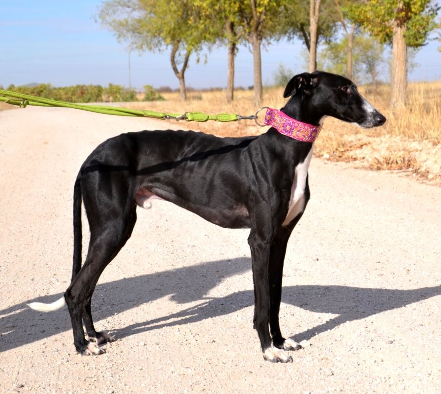 Photo de MARIO, un lévrier en attente d adoption