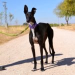 Lévrier de race galgos Photo de MELANIA, un lévrier à adopté