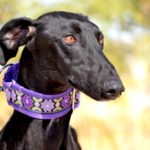 Lévrier de race galgos Photo de NADIR, un lévrier à adopté