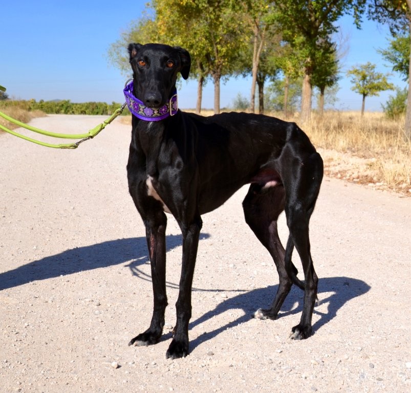 Photo de NADIR, un lévrier en attente d adoption