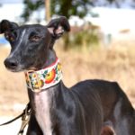 Lévrier de race galgos Photo de NANA, un lévrier à adopté