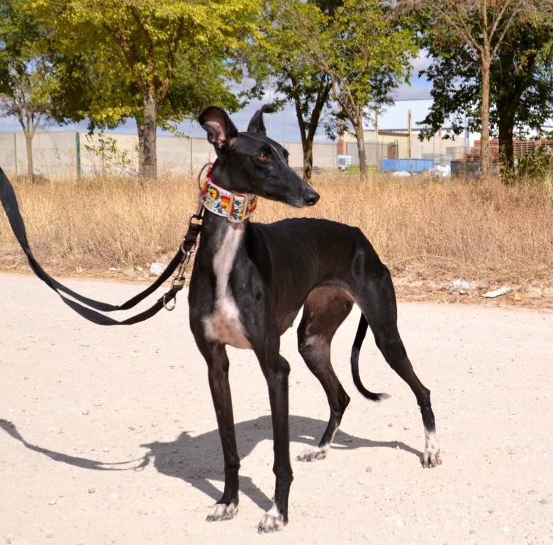Photo de NANA, un lévrier en attente d adoption