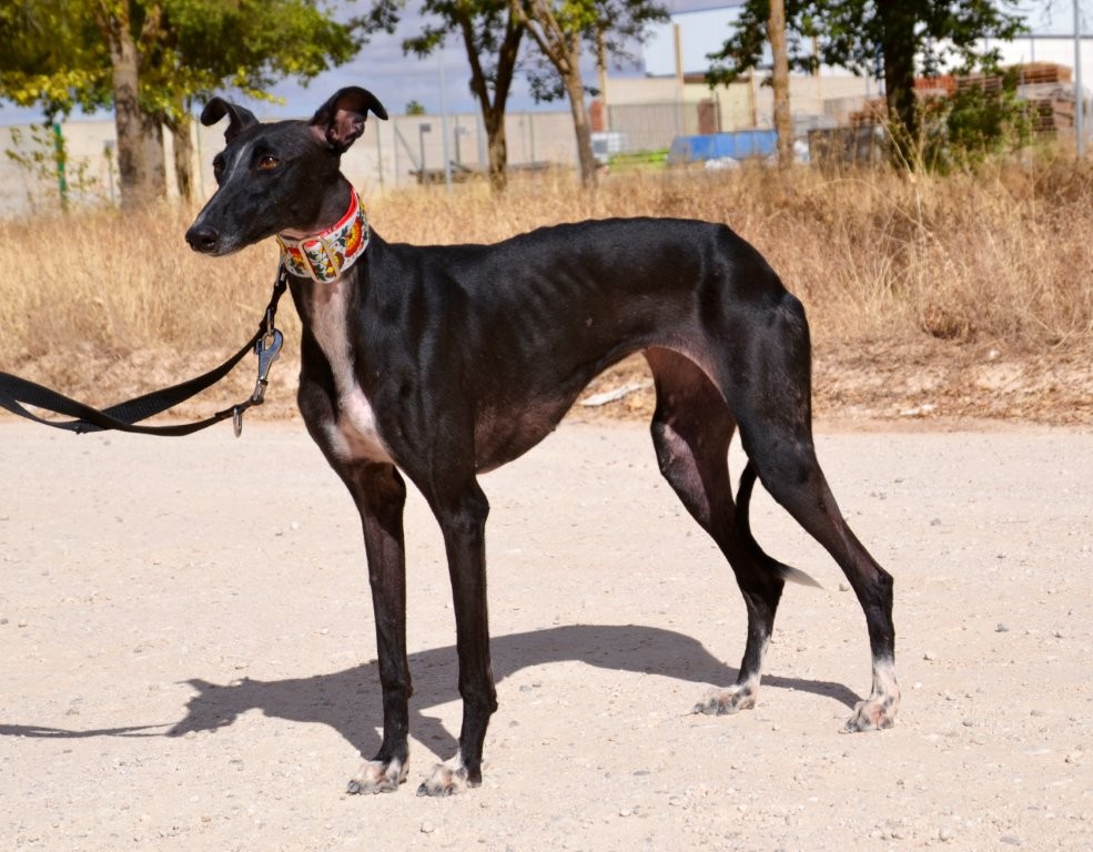 Photo de NANA, un lévrier en attente d adoption