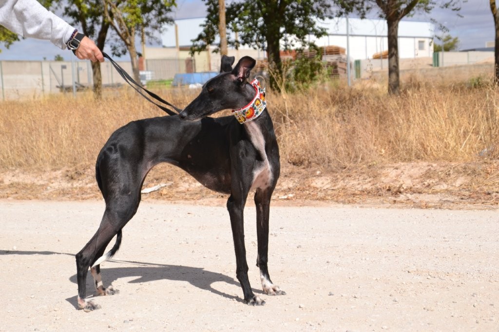 Photo de NANA, un lévrier en attente d adoption