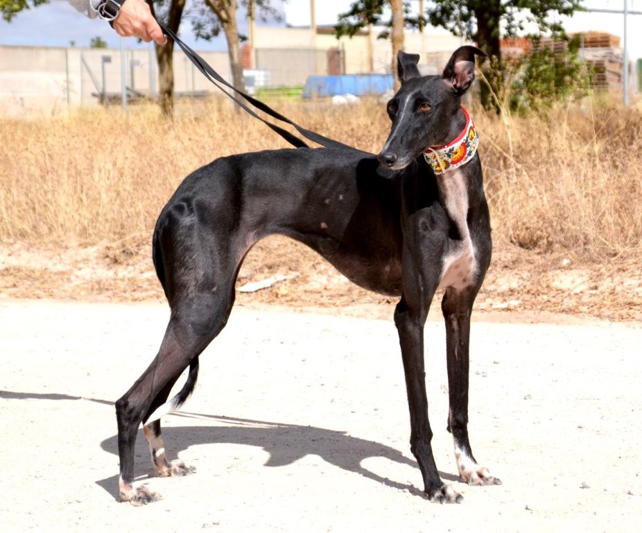 Photo de NANA, un lévrier en attente d adoption