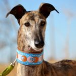 Lévrier de race galgos Photo de NATALIA, un lévrier à adopté