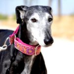 Lévrier de race galgos Photo de PASTORA, un lévrier à adopté