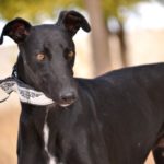 Lévrier de race galgos Photo de ROMERO, un lévrier à adopté