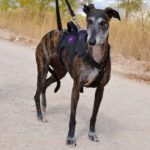 Lévrier de race galgos Photo de SARA, un lévrier à adopté