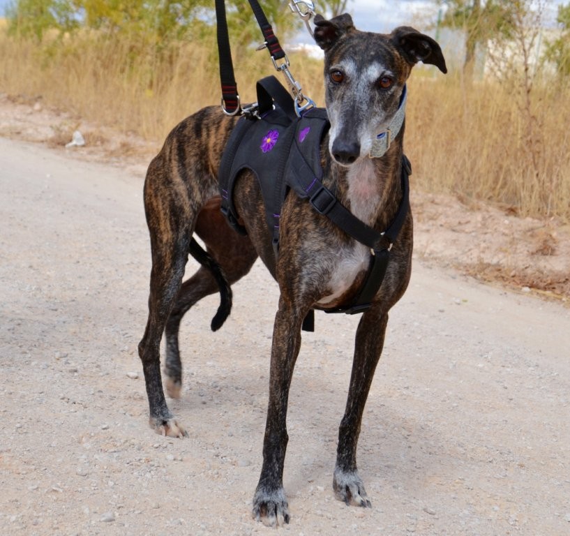 Photo de SARA, un lévrier en attente d adoption