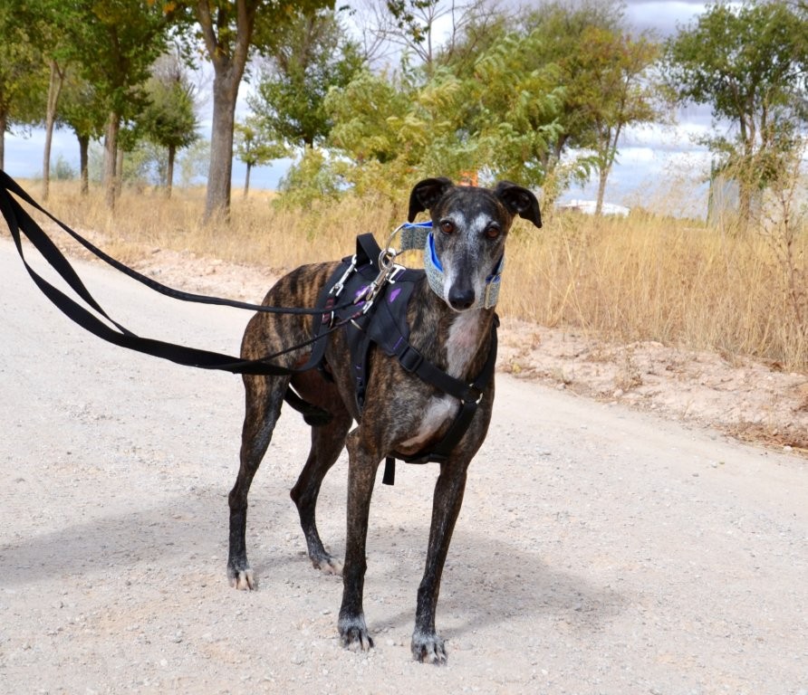 Photo de SARA, un lévrier en attente d adoption