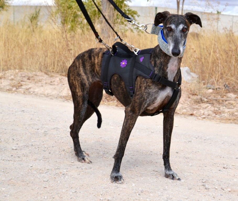 Photo de SARA, un lévrier en attente d adoption