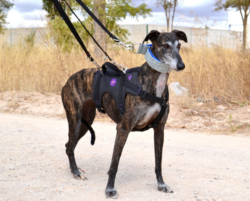 Photo de SARA, un lévrier en attente d adoption