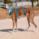 Lévrier de race galgos Photo de SEDA, un lévrier à adopté