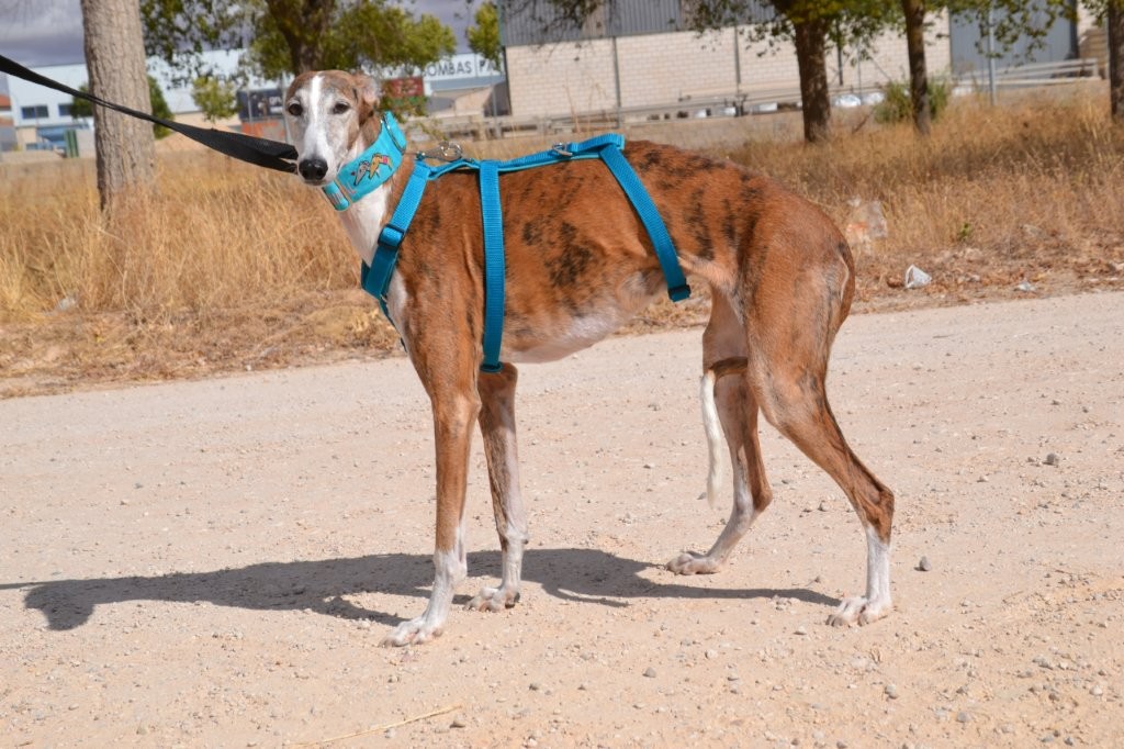 Photo de SEDA, un lévrier en attente d adoption