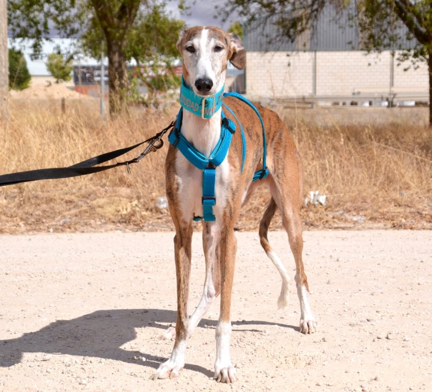 Photo de SEDA, un lévrier en attente d adoption