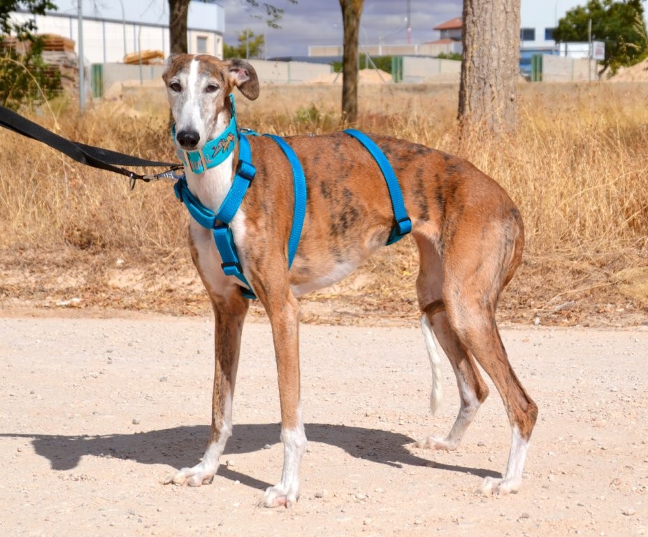 Photo de SEDA, un lévrier en attente d adoption