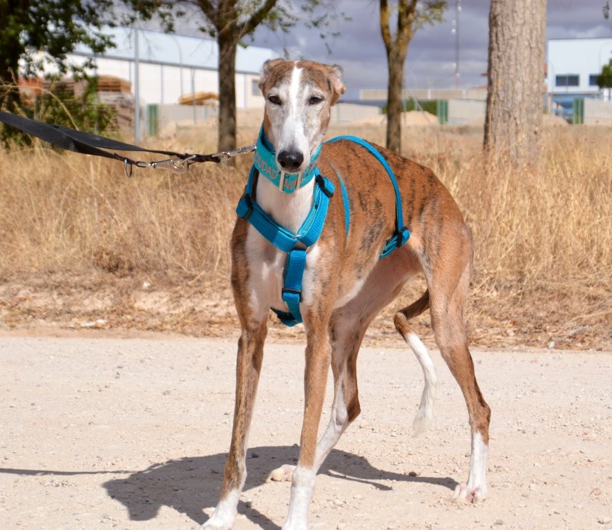 Photo de SEDA, un lévrier en attente d adoption