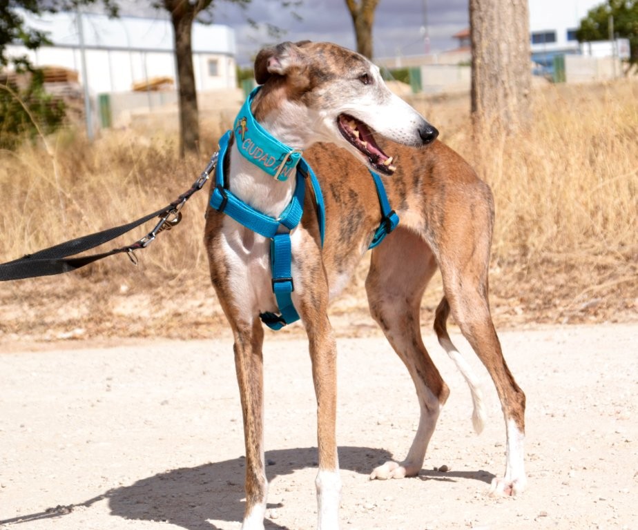 Photo de SEDA, un lévrier en attente d adoption