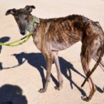 Lévrier de race galgos Photo de TEBA, un lévrier à adopté