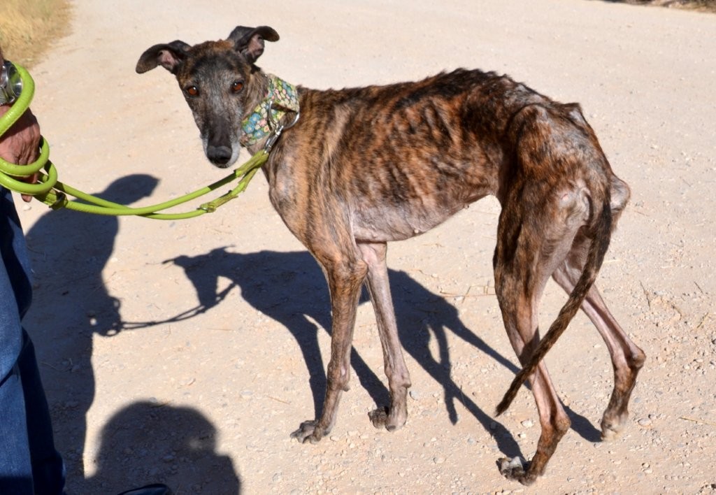 Photo de TEBA, un lévrier en attente d adoption