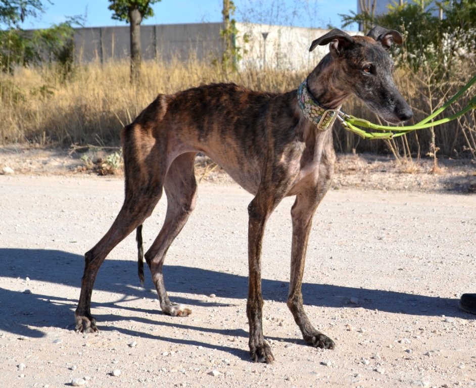 Photo de TEBA, un lévrier en attente d adoption
