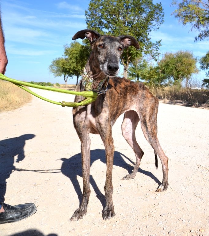Photo de TEBA, un lévrier en attente d adoption