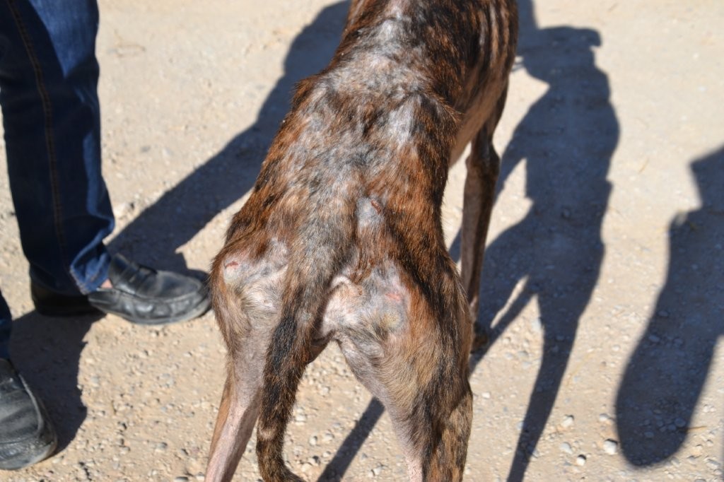Photo de TEBA, un lévrier en attente d adoption