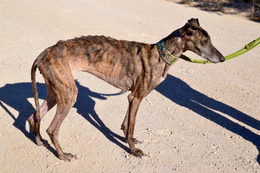 Photo de TEBA, un lévrier en attente d adoption