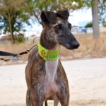Lévrier de race galgos Photo de TORMENTA, un lévrier à adopté