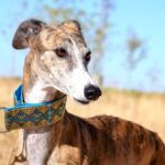Lévrier de race galgos Photo de TROMPETA, un lévrier à adopté