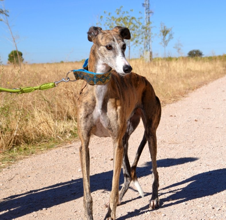 Photo de TROMPETA, un lévrier en attente d adoption