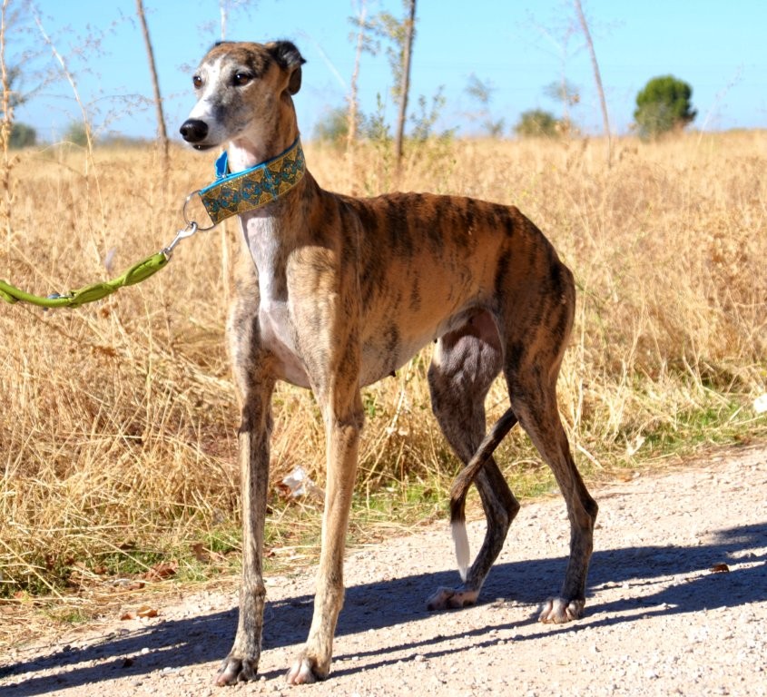 Photo de TROMPETA, un lévrier en attente d adoption
