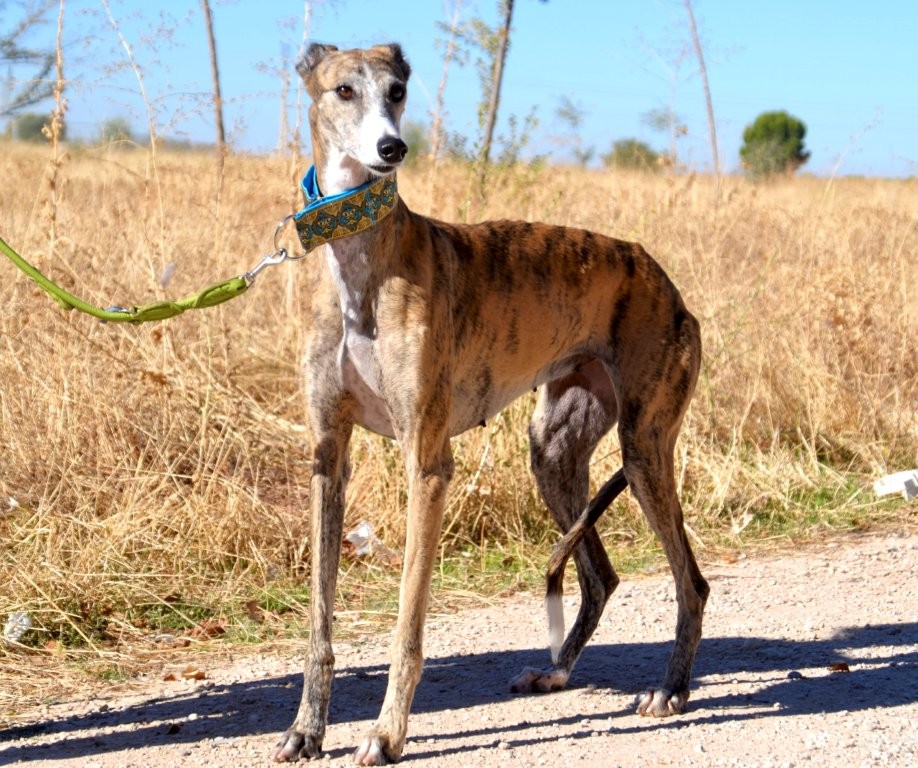 Photo de TROMPETA, un lévrier en attente d adoption