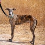 Lévrier de race galgos Photo de ZEUS, un lévrier à adopté