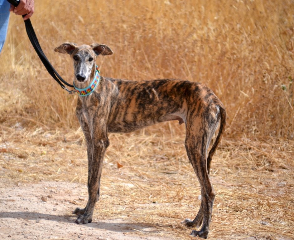 Photo de ZEUS, un lévrier en attente d adoption