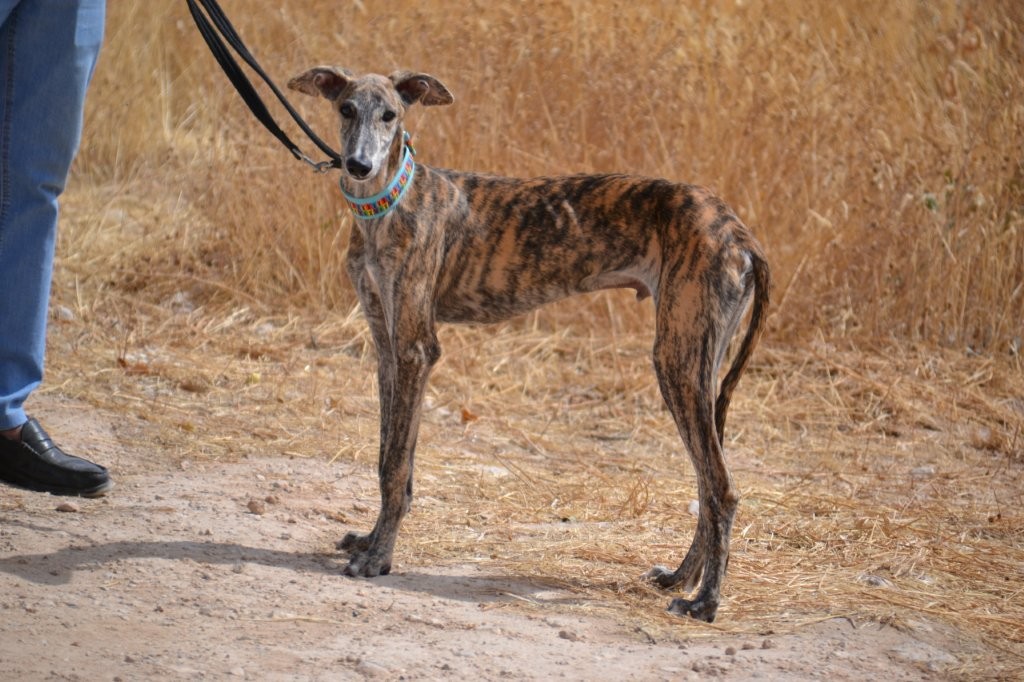 Photo de ZEUS, un lévrier en attente d adoption