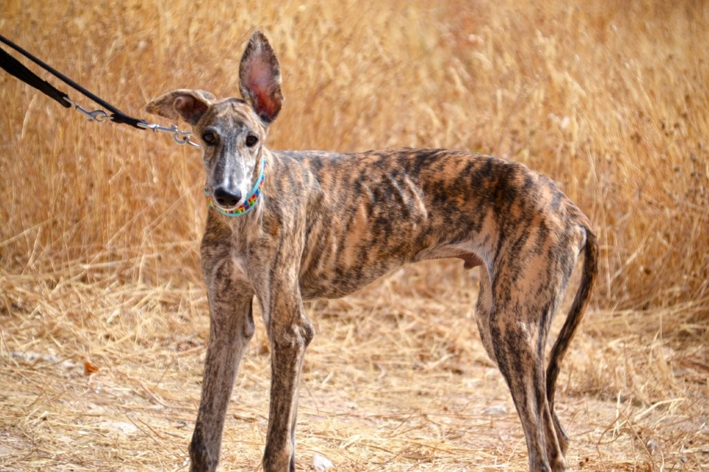 Photo de ZEUS, un lévrier en attente d adoption