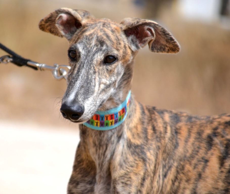 Photo de ZEUS, un lévrier en attente d adoption