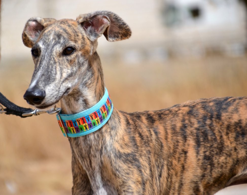 Photo de ZEUS, un lévrier en attente d adoption